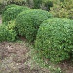 Hedge Trimming